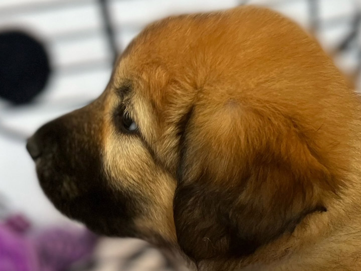 chinook puppy